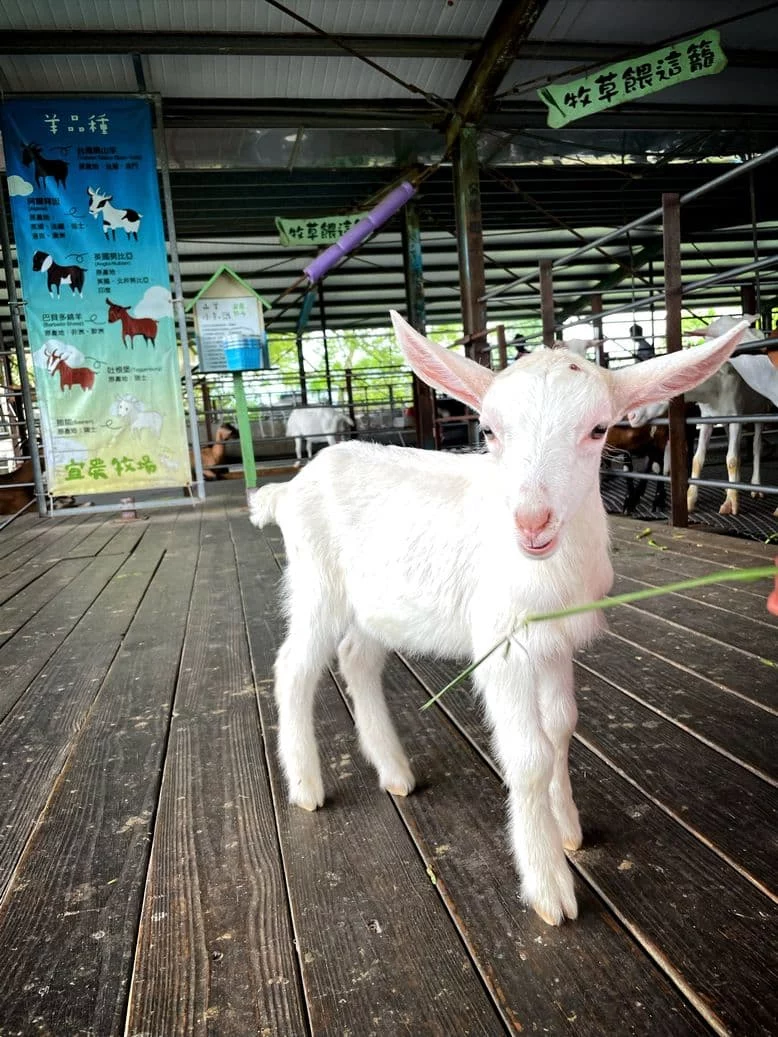 e-long-goat-farm-20